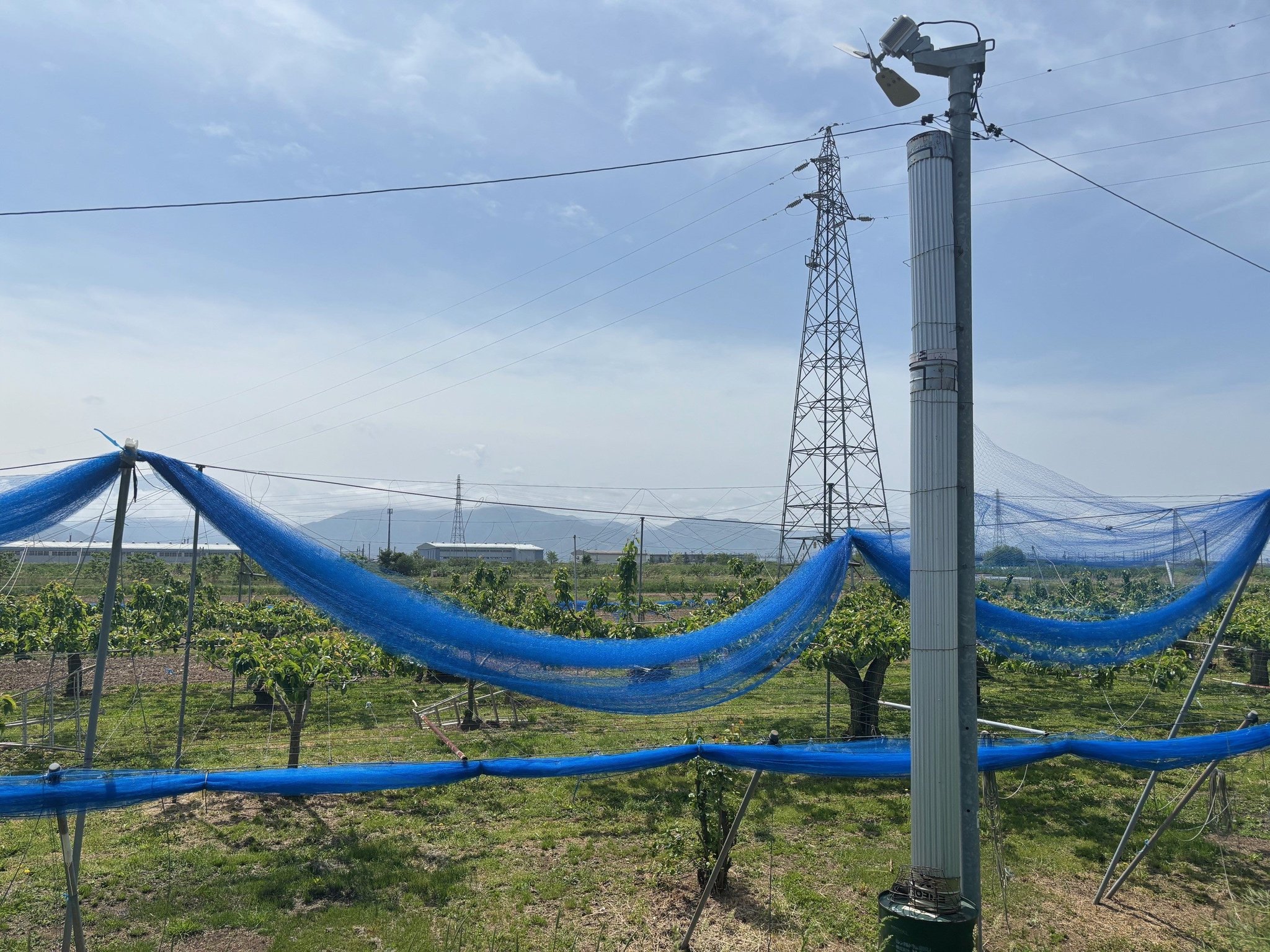 防鳥・防雹用ネットが張られた果樹園