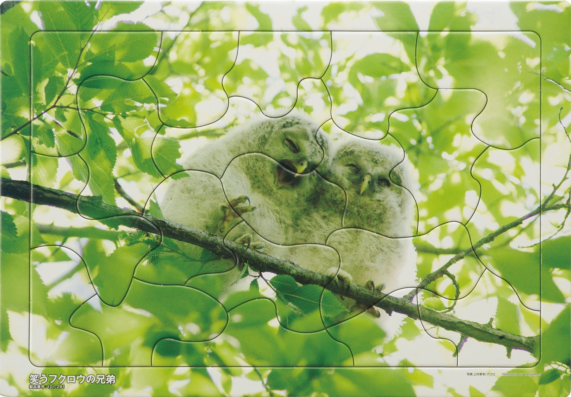 新緑の枝にとまるフクロウのひな2羽を描いた笑うフクロウの兄弟柄