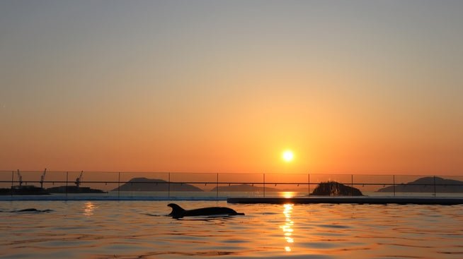 水槽越しに浮かぶ夕日とイルカのシルエット