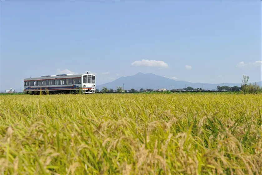 稲穂の田園を走る一両編成の列車