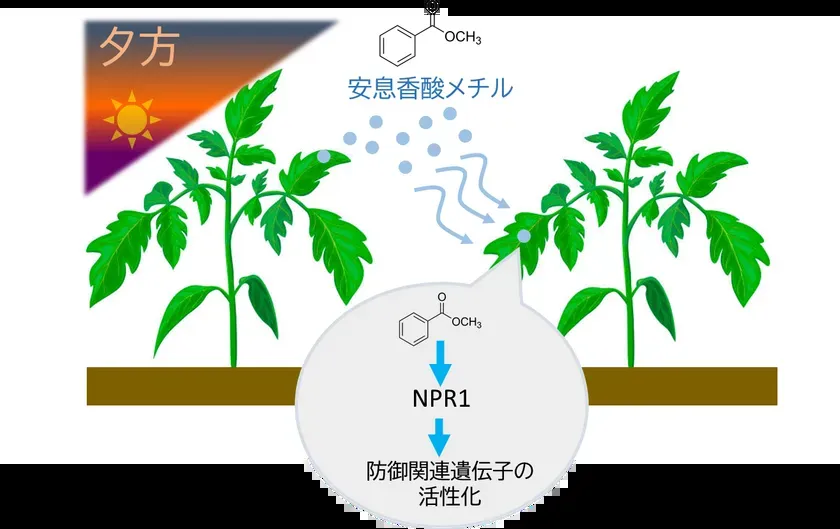 安息香酸メチルによる植物の防御シグナル