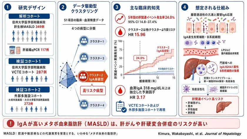 IgA高値MASLDの高リスク病型と腸―肝軸