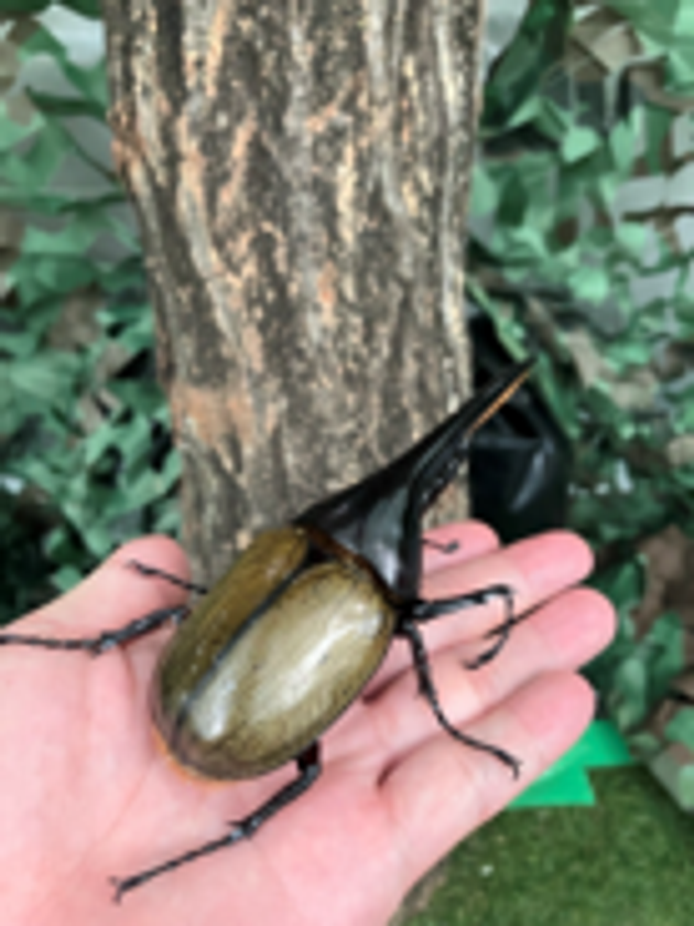 カブトムシを手に乗せるふれあい体験