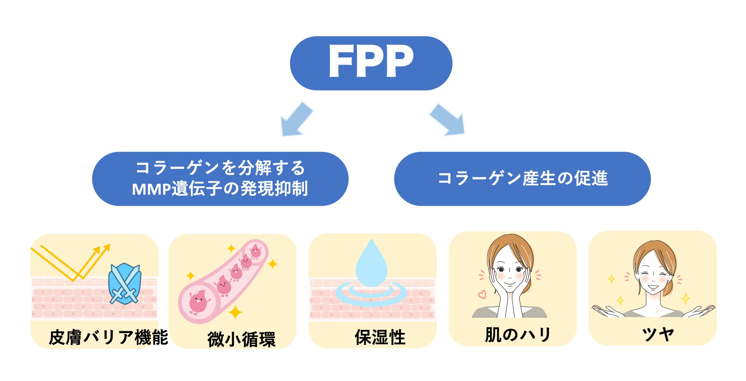 FPPによる皮膚機能改善の概要