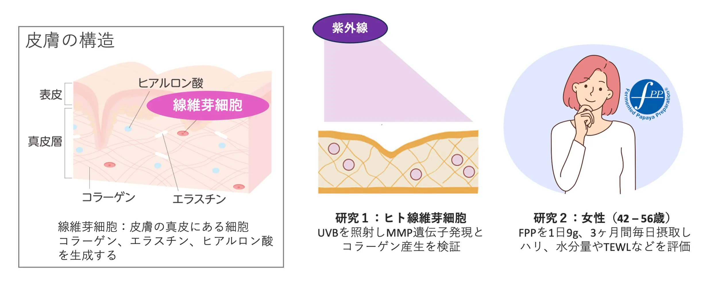 皮膚構造と細胞・ヒト試験の概要