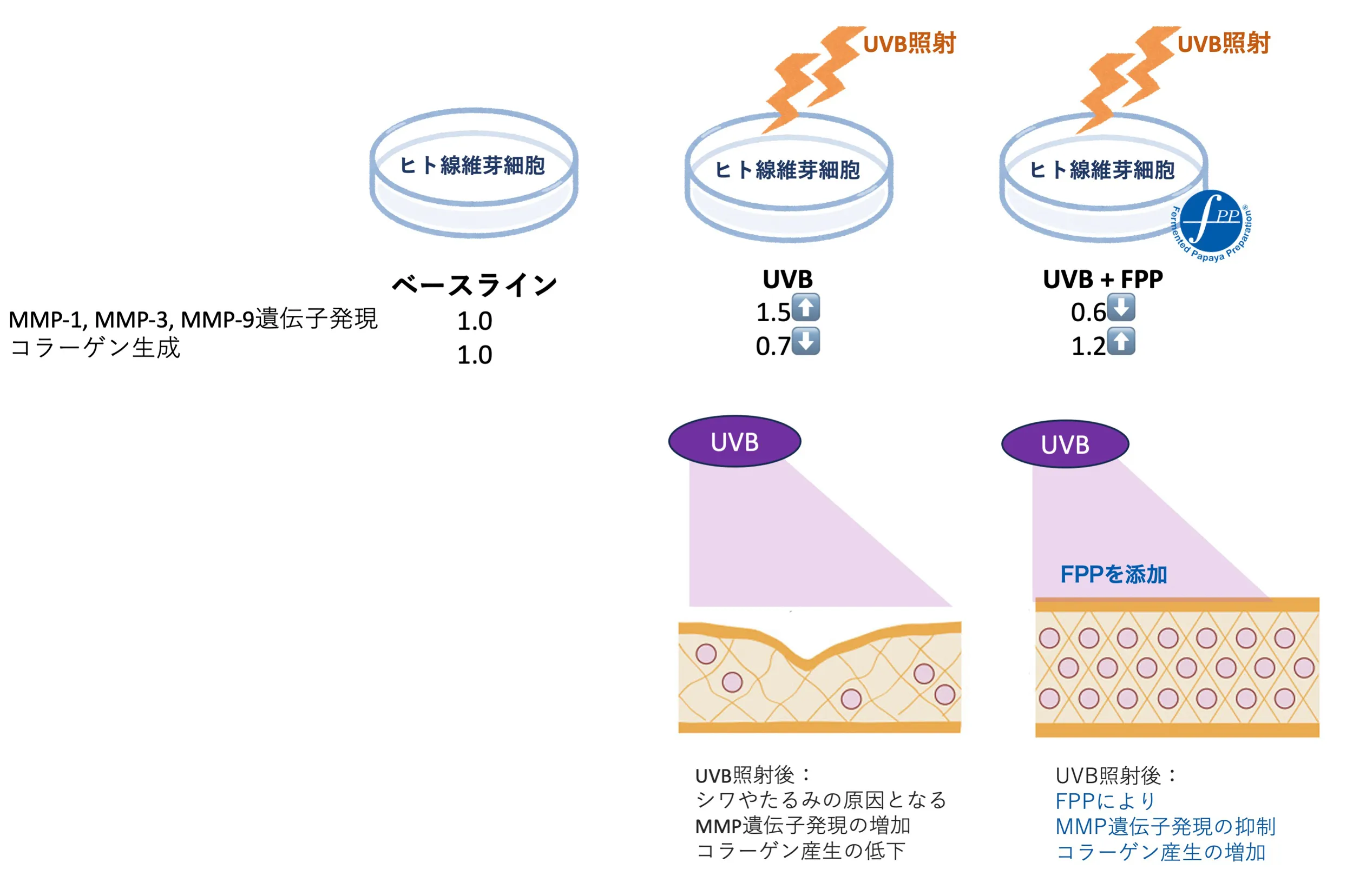 UVB照射細胞におけるFPPの効果