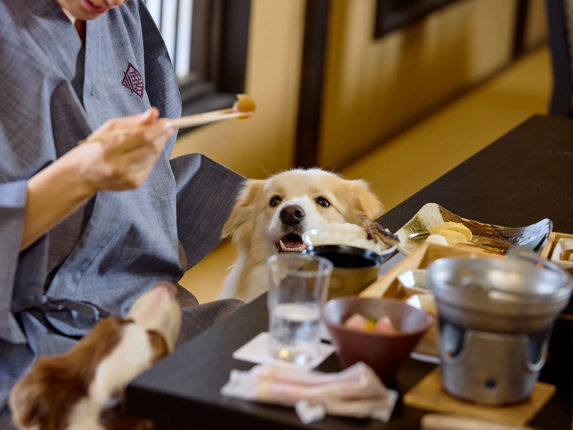 愛犬同伴のお食事処で寛ぐ宿泊客