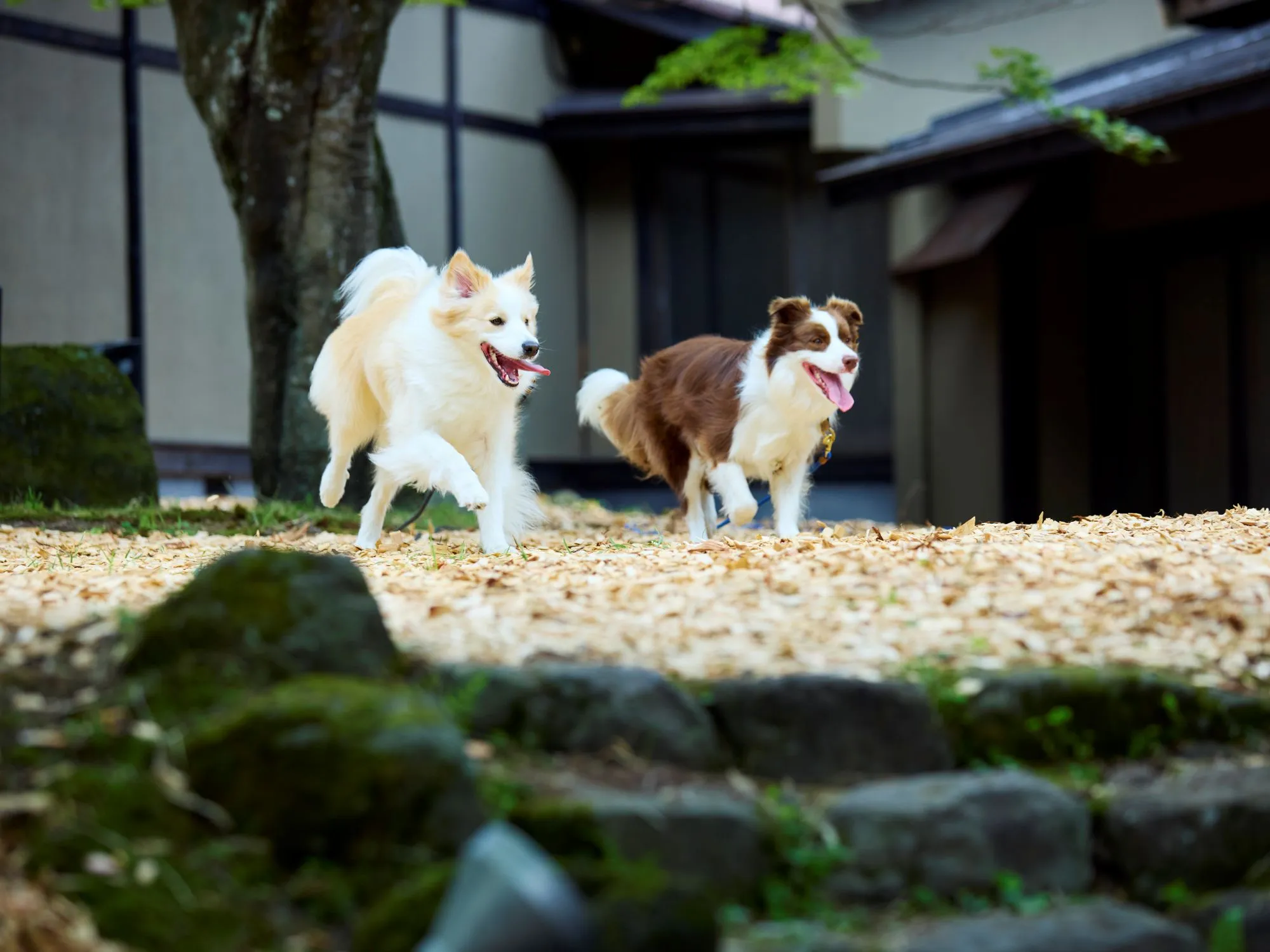 ウッドチップのドッグランを駆ける愛犬たち