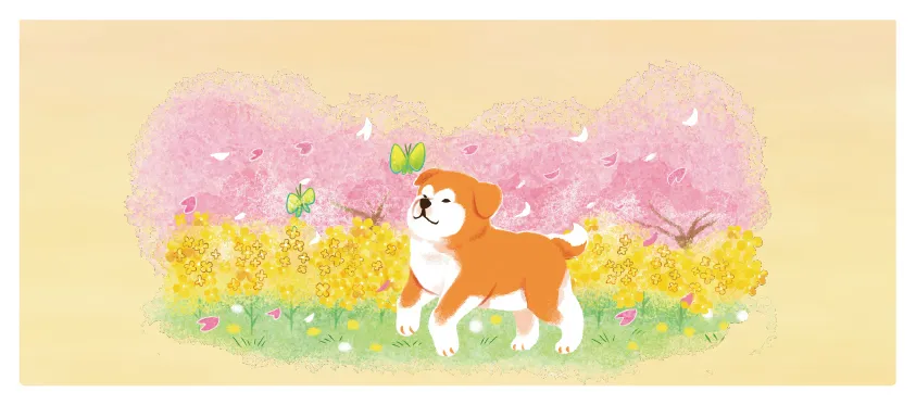 缶側面に描かれた春の桜と菜の花