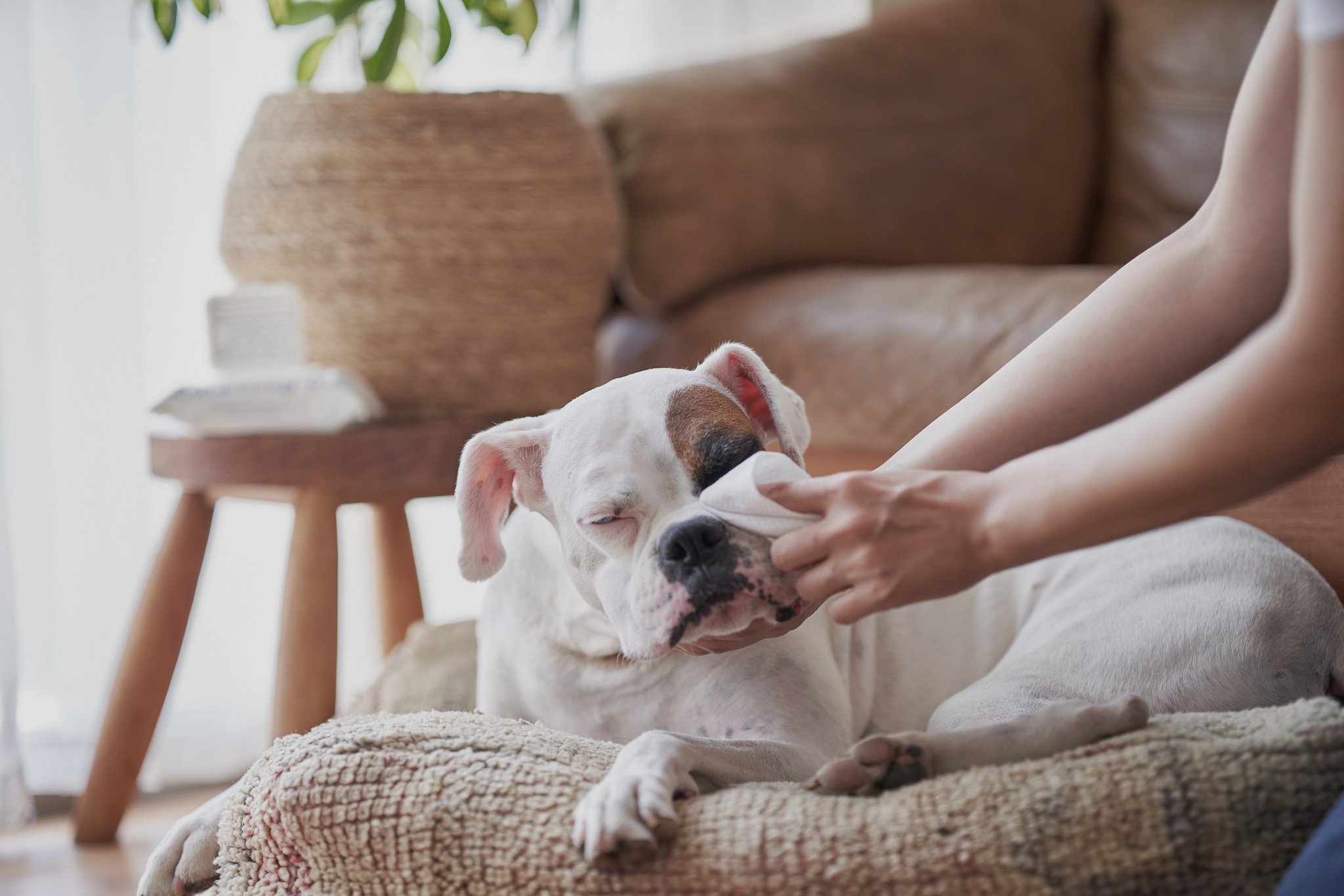 犬のお手入れシーン