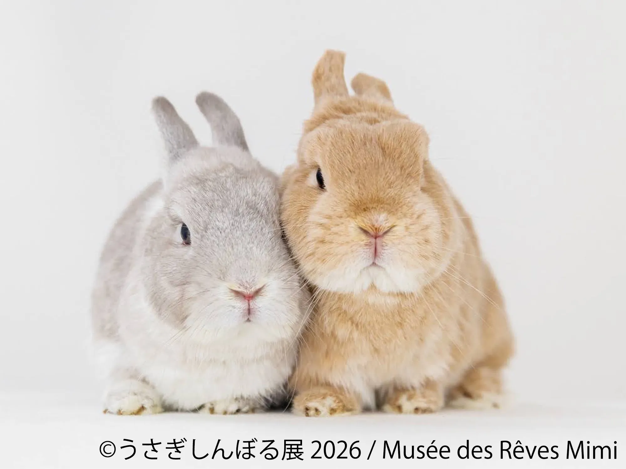 Musee des Reves Mimiのうさぎ2羽