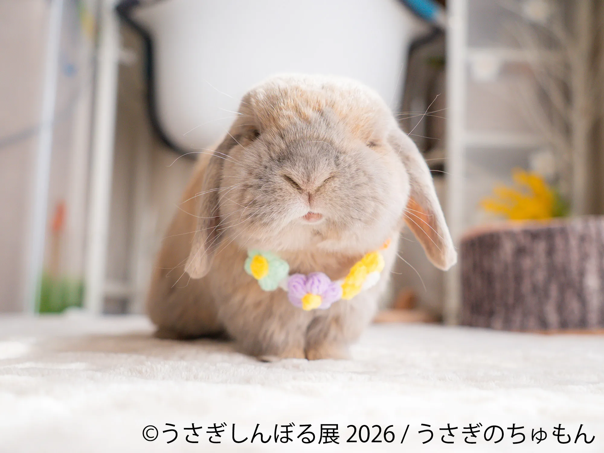 うさぎのちゅもんのロップイヤーうさぎ