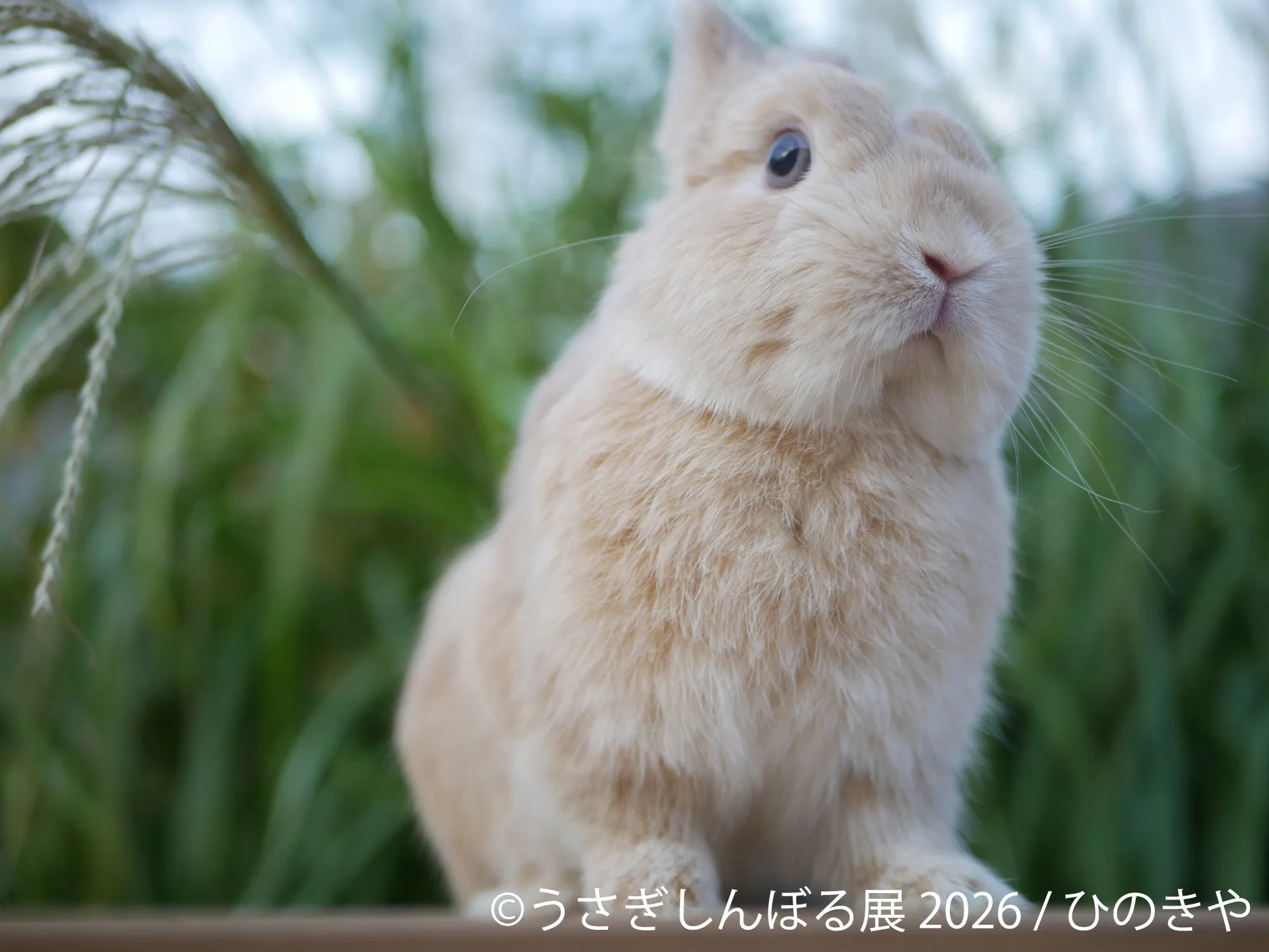 ひのきやの草むらのうさぎ