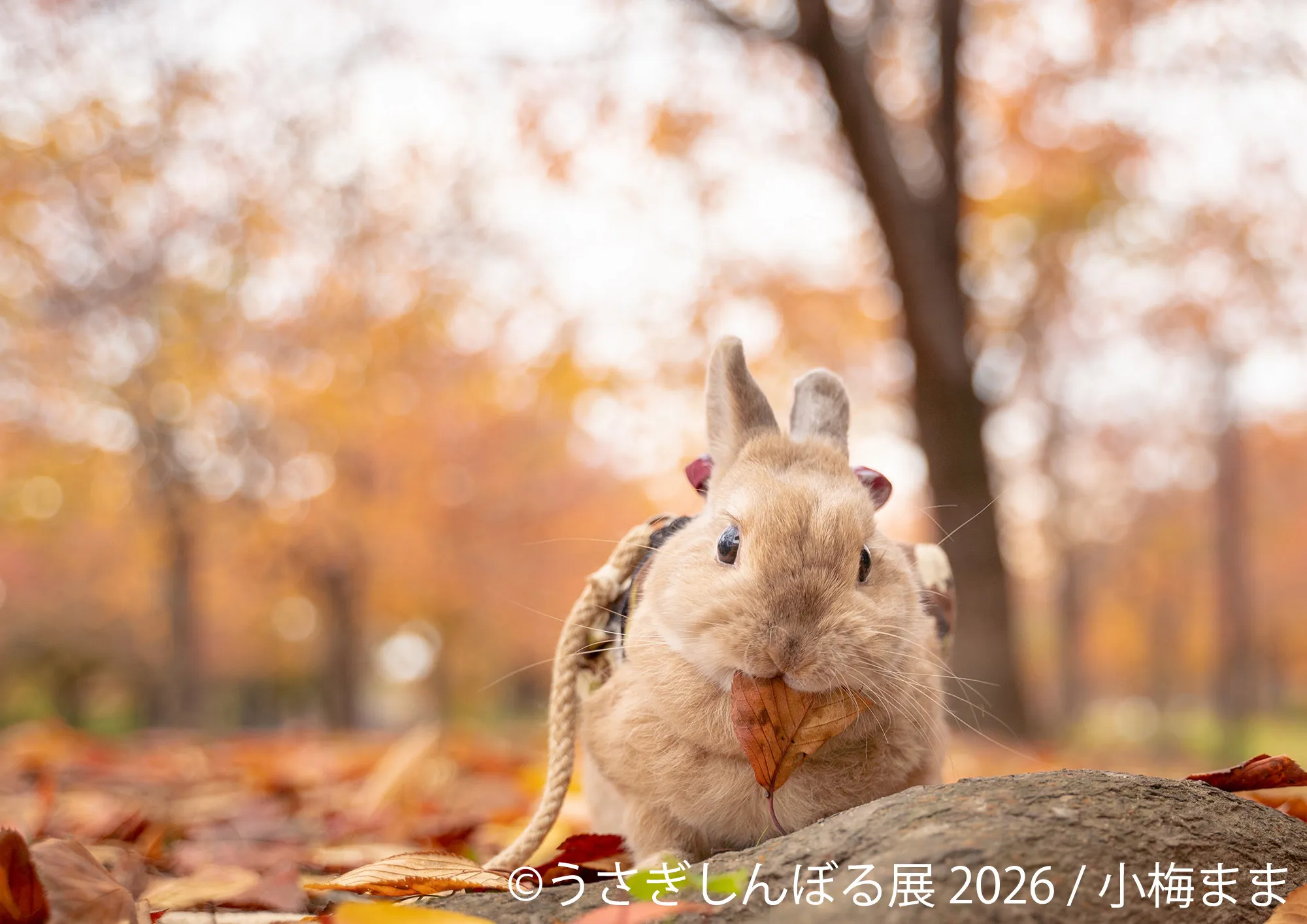 小梅ままの紅葉くわえうさぎ