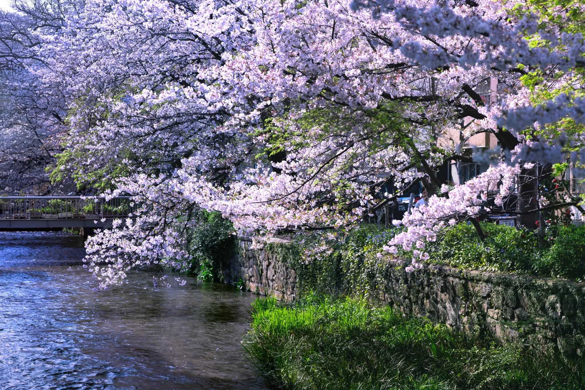 満開の桜並木が続く白川沿いの景観