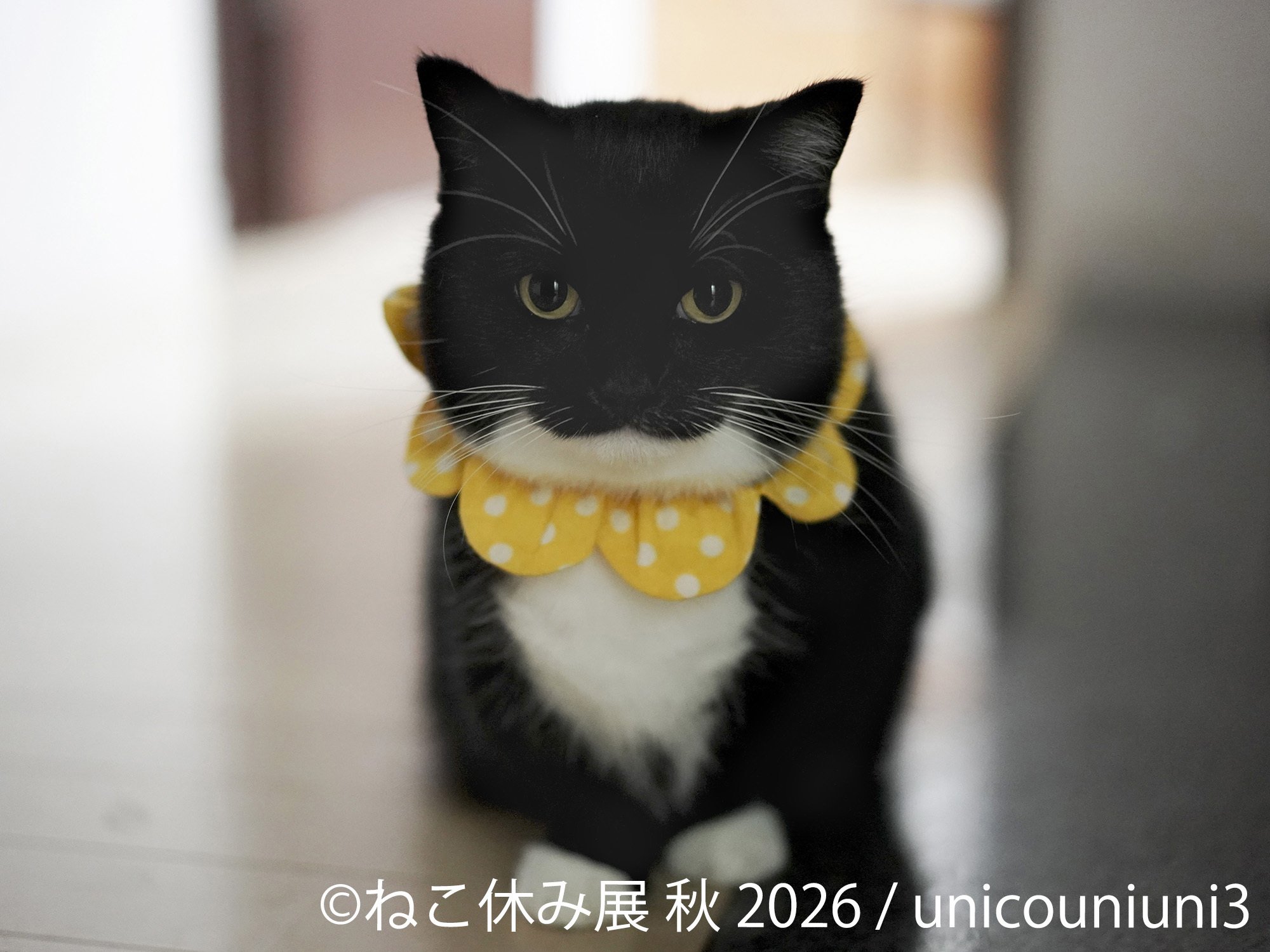 うにちゃん
