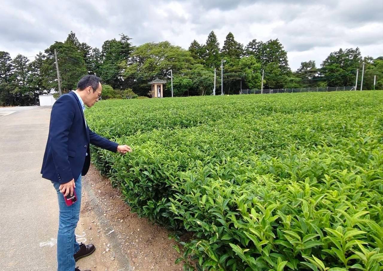 静岡の茶畑を視察する方啟峰主任秘書