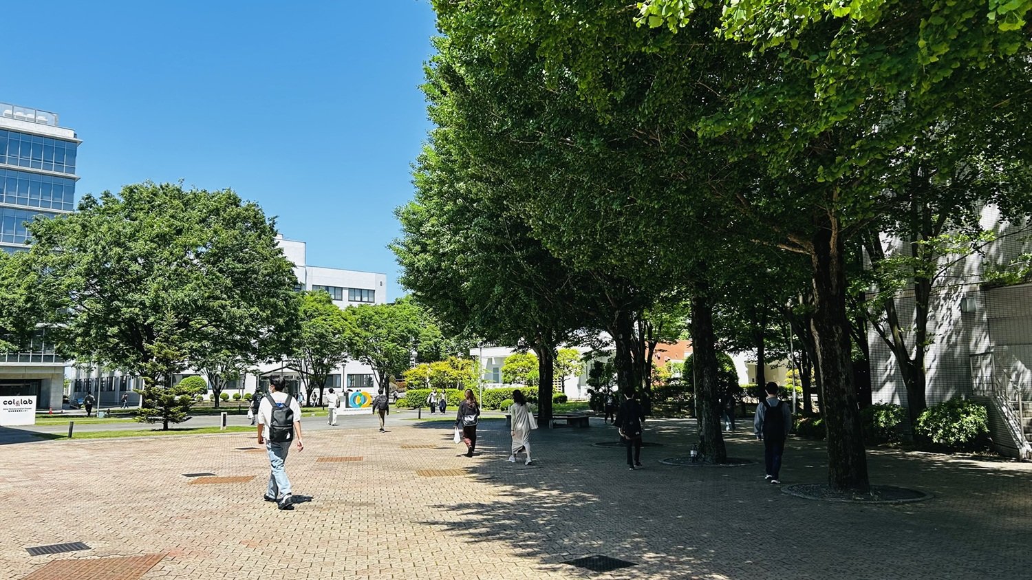 東京工芸大学のキャンパス並木道