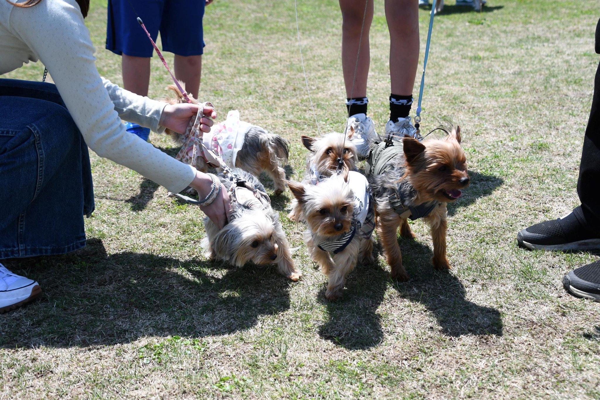 芝生広場に集まったヨークシャーテリア系の参加犬たち