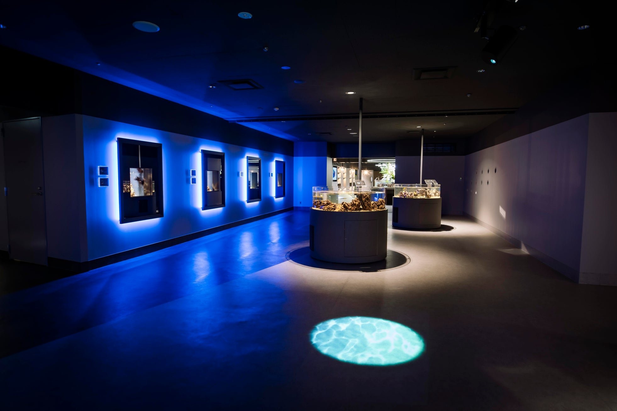 「トゲトゲ展」の展示エリア