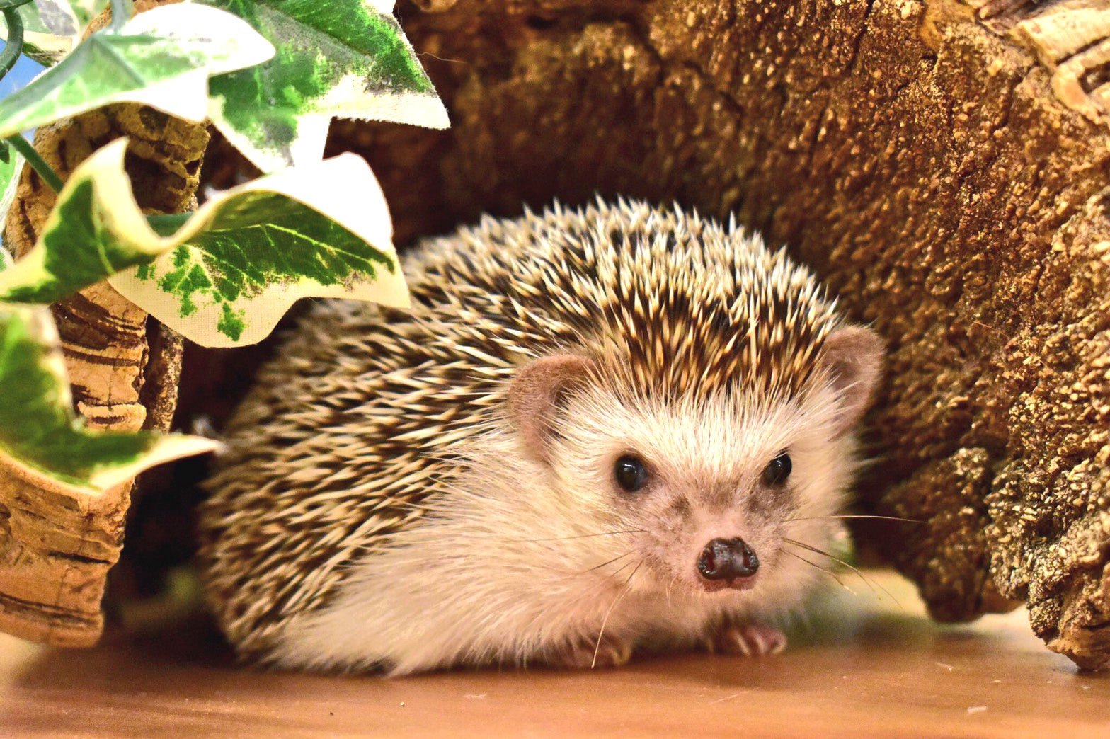 樹皮のシェルターから顔を出すハリネズミ