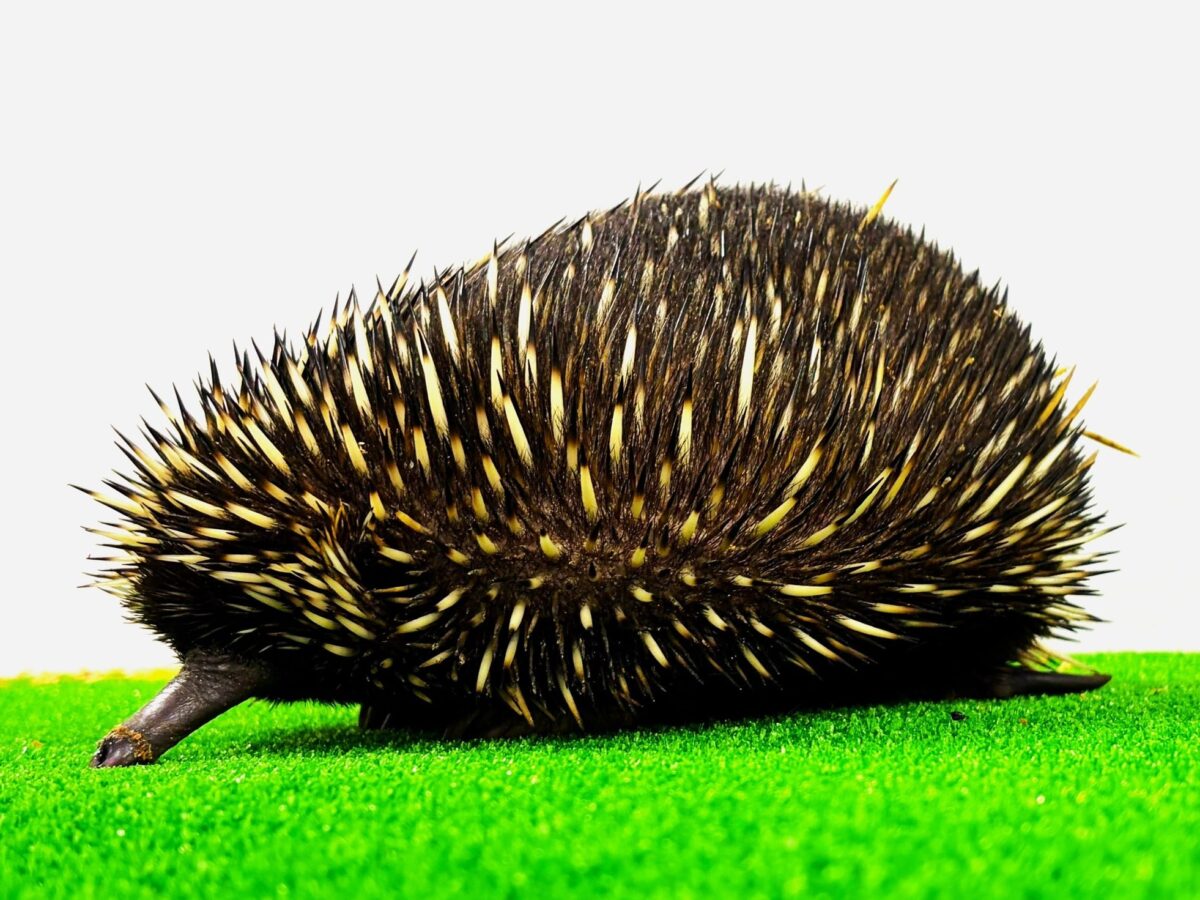ハリモグラの実写全身写真