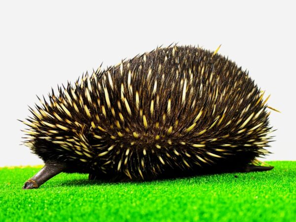ハリモグラの実写全身写真