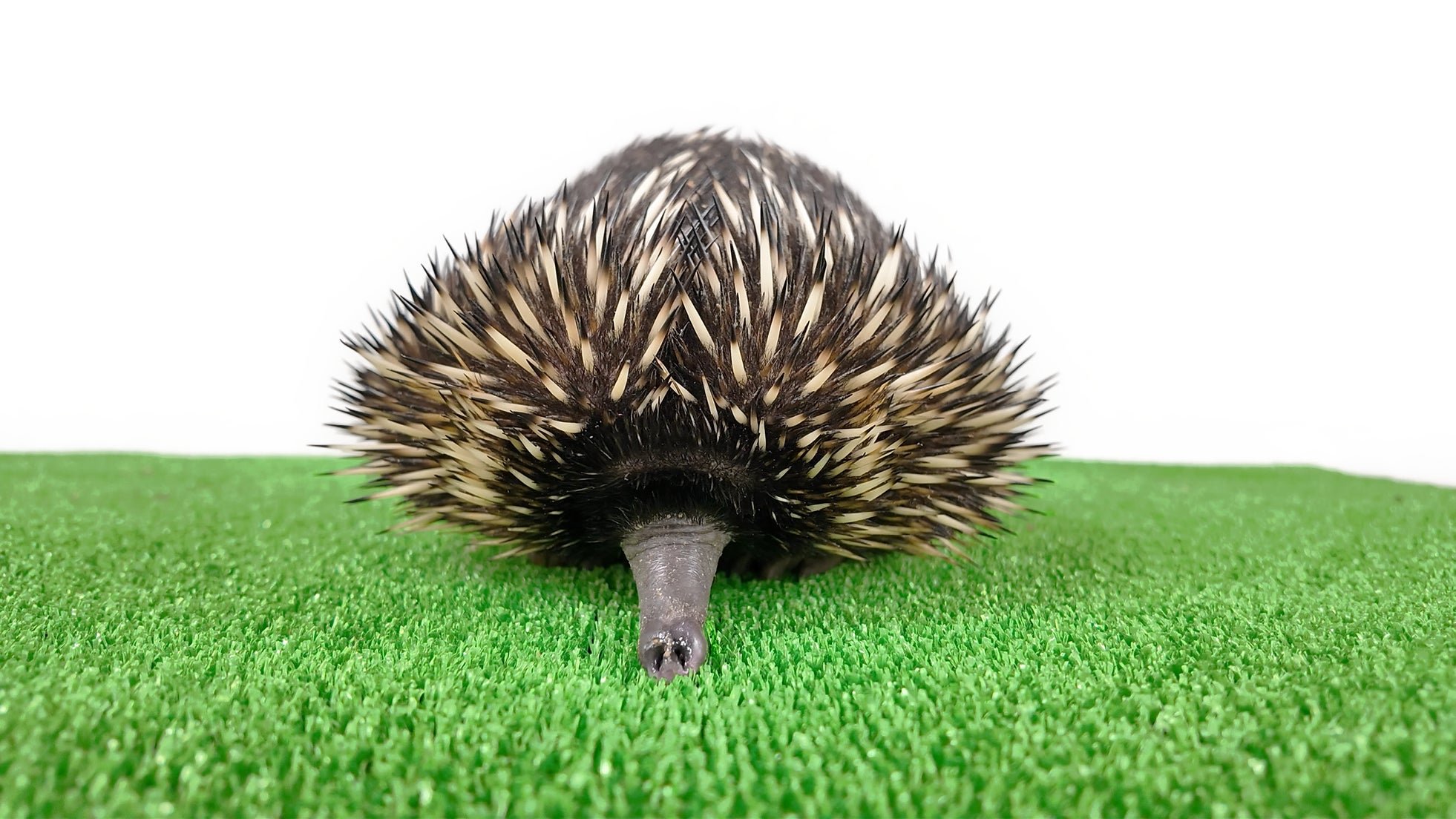正面から見たハリモグラ
