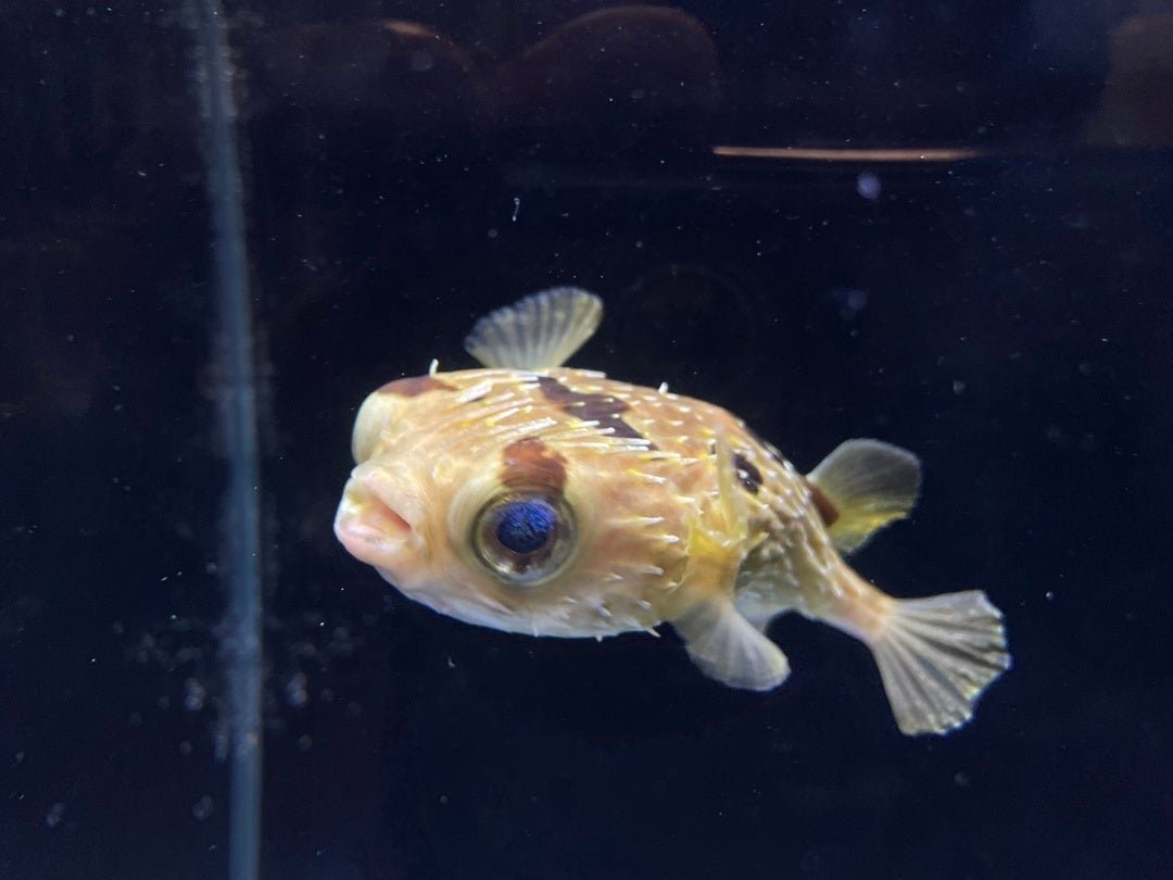 トゲを持つ魚