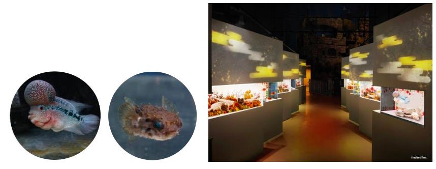 「フラワーホーン」と「メイタイシガキフグ」の小水槽展示