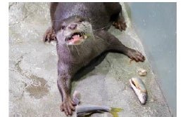 水槽の魚に近づくコツメカワウソの「カワウソのごちそうさがし」