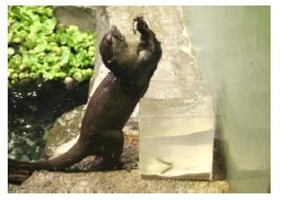 水槽の縁で小魚を狙うコツメカワウソの「獺の祭り」
