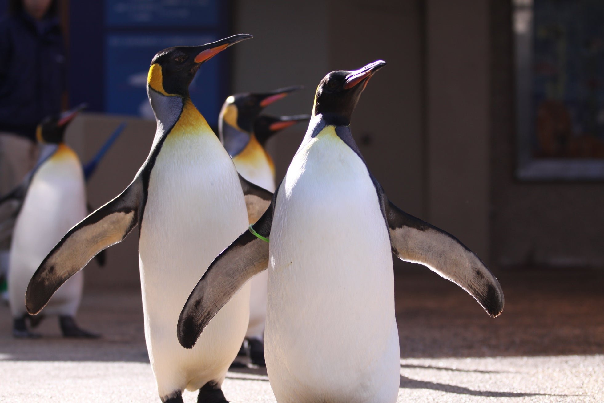 オウサマペンギンの散歩の様子