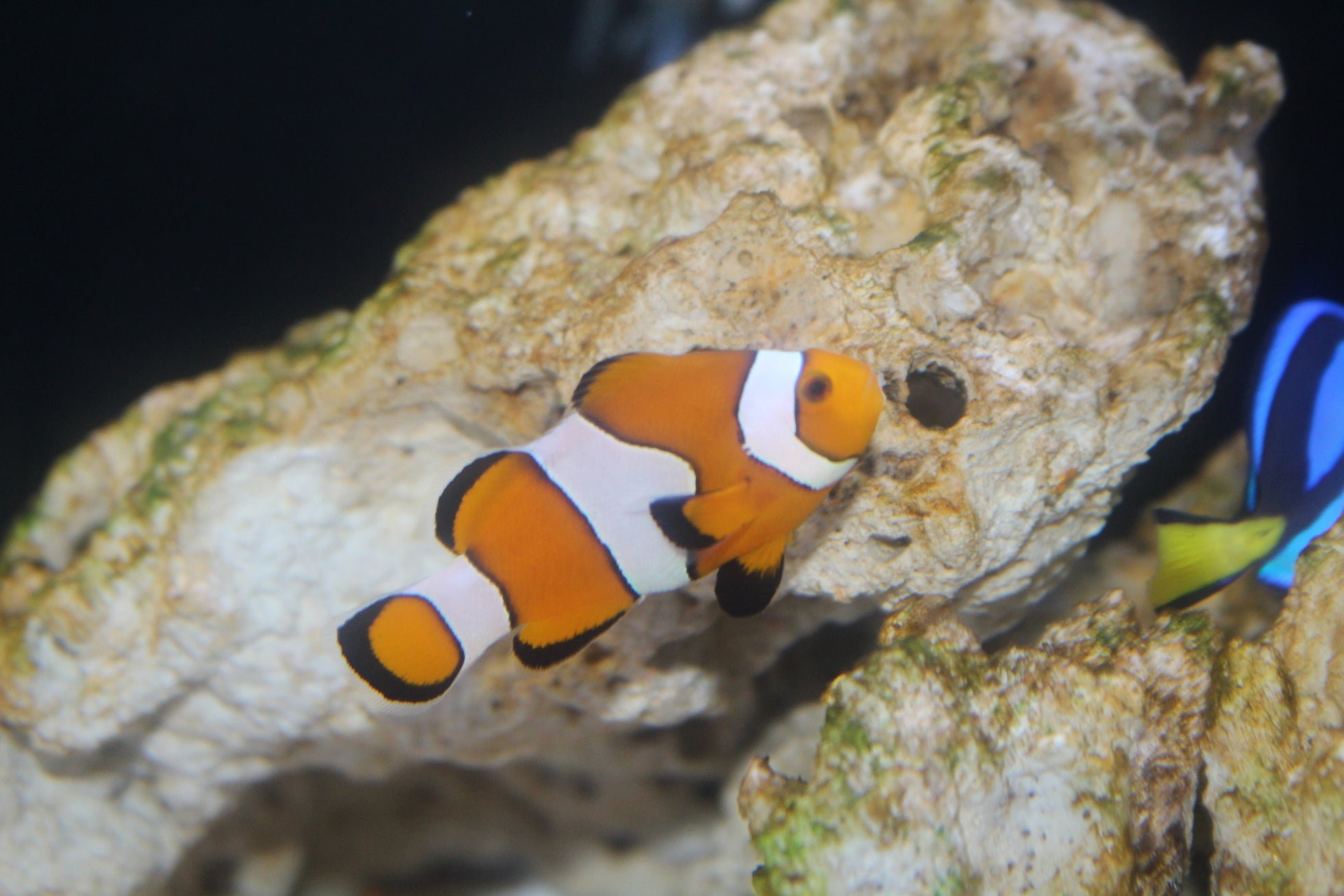【藤田観光グループリリース】海の中で見つけたパンプキン 水族館の魚がハロウィーンパーティー!? by PR TIMES