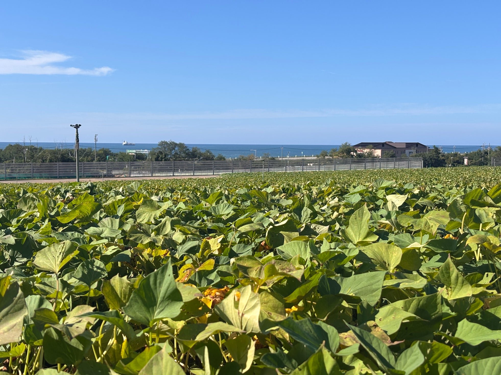 五郎島地区の海沿いのさつまいも畑