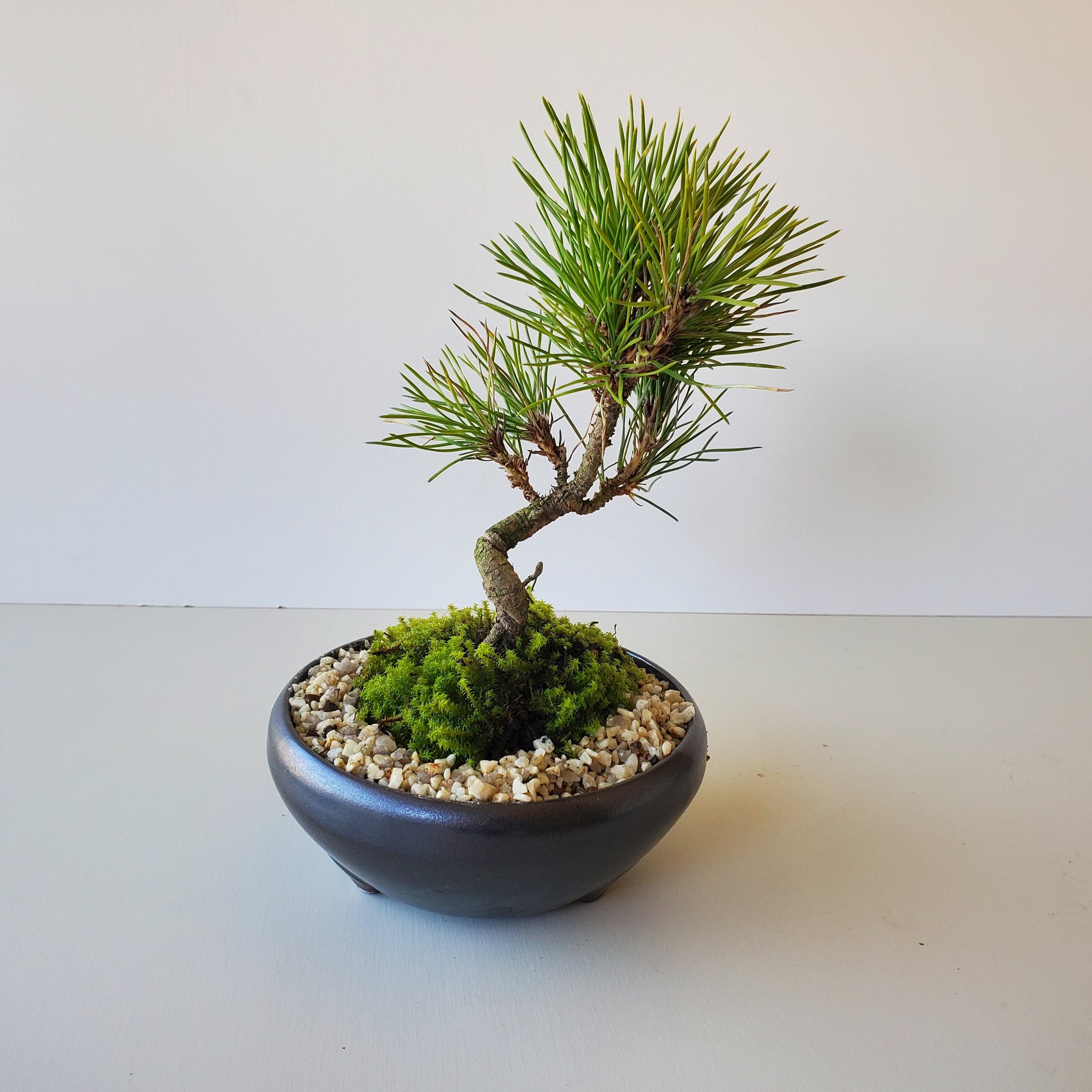 黒い鉢に植えられた小さな松の盆栽