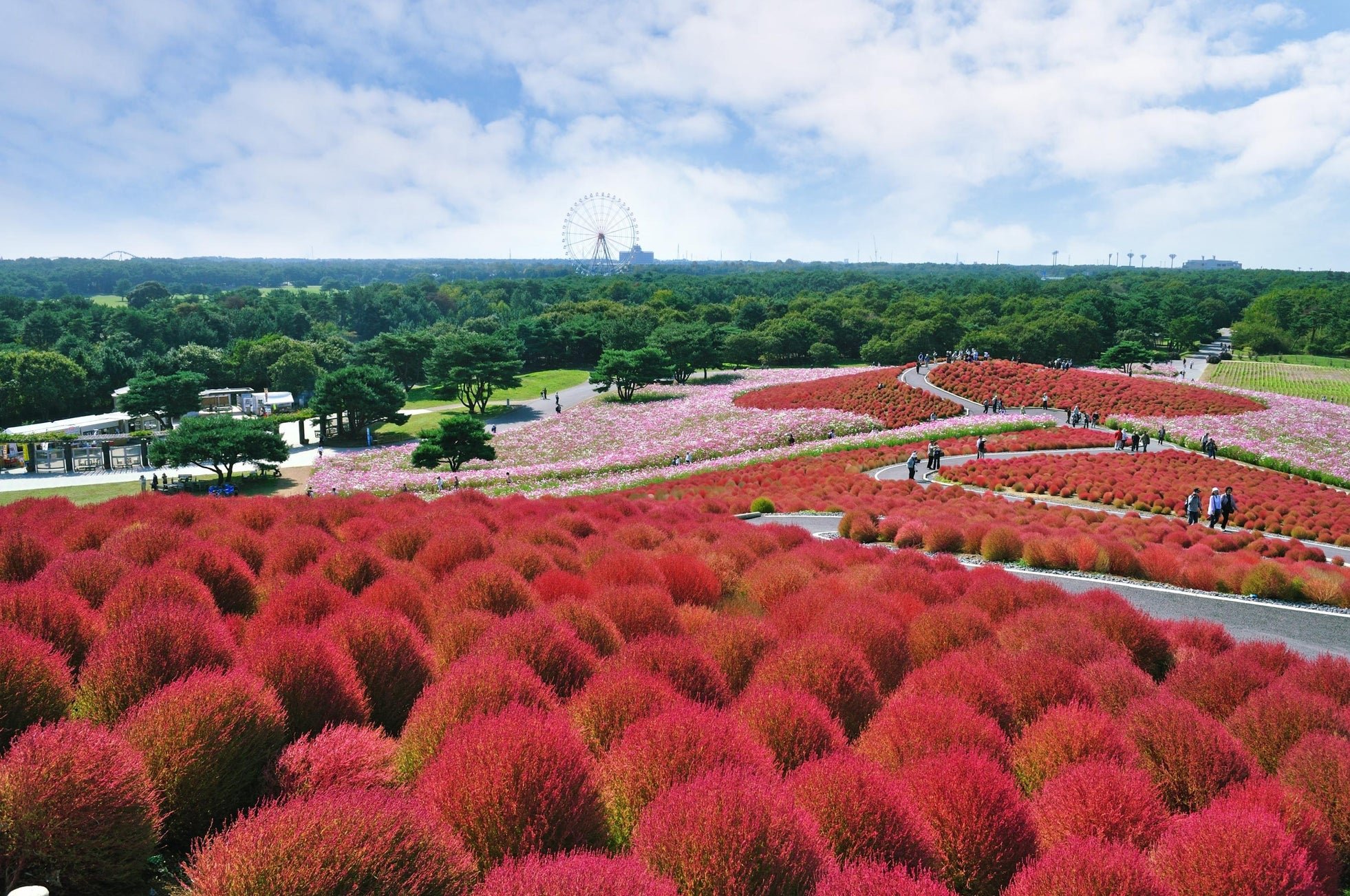 国営ひたち海浜公園 コキアの紅葉とみはらしの丘