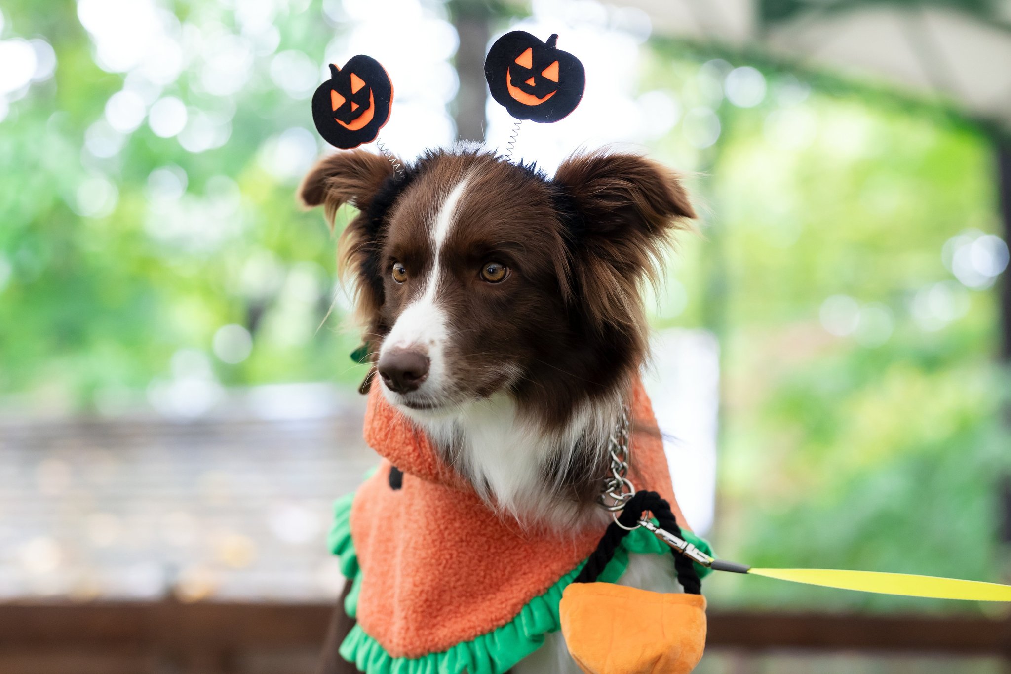 昨年の仮装大会の様子。決め顔のハロウィンスタイル