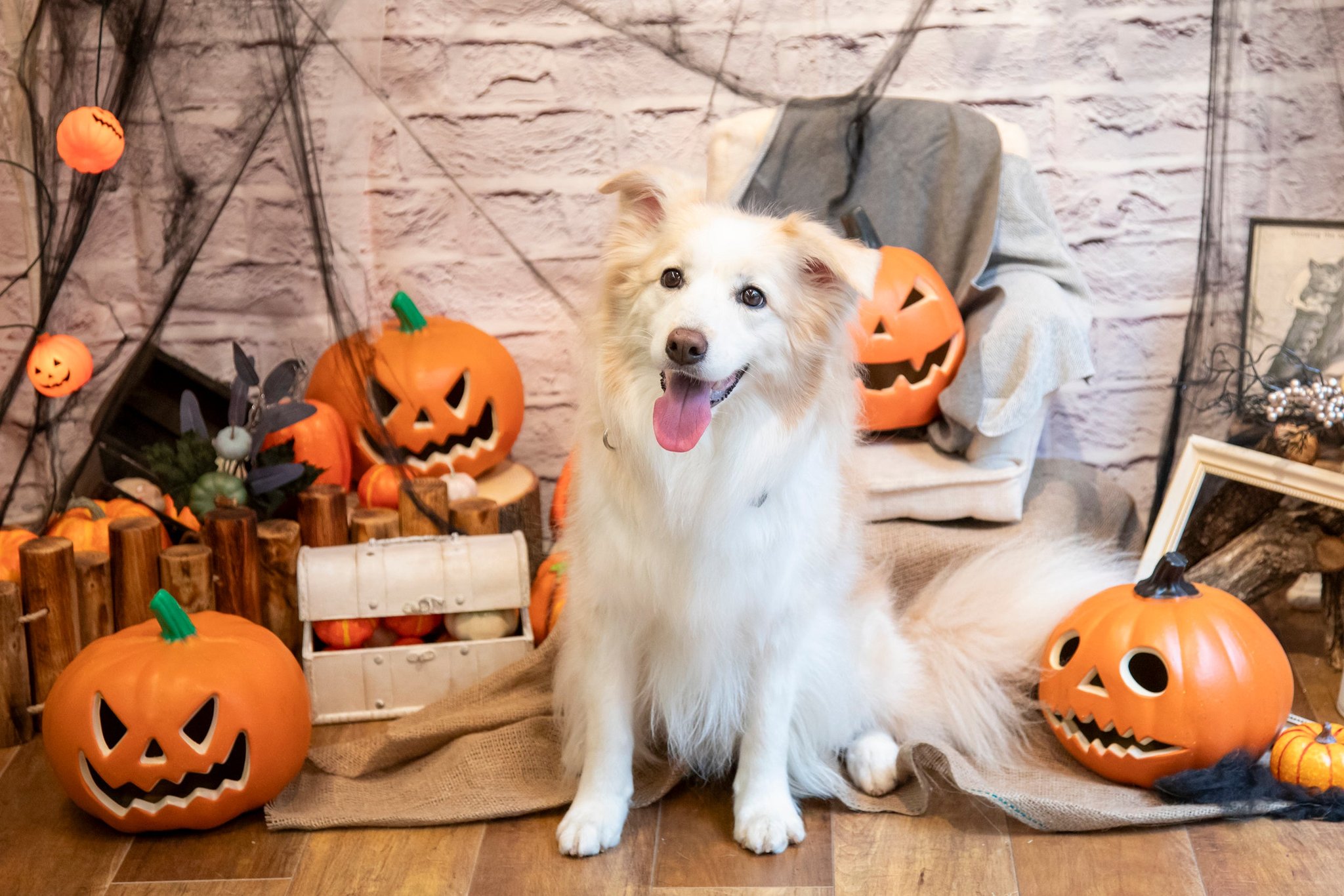 PAWPAW ハロウィン 記念撮影