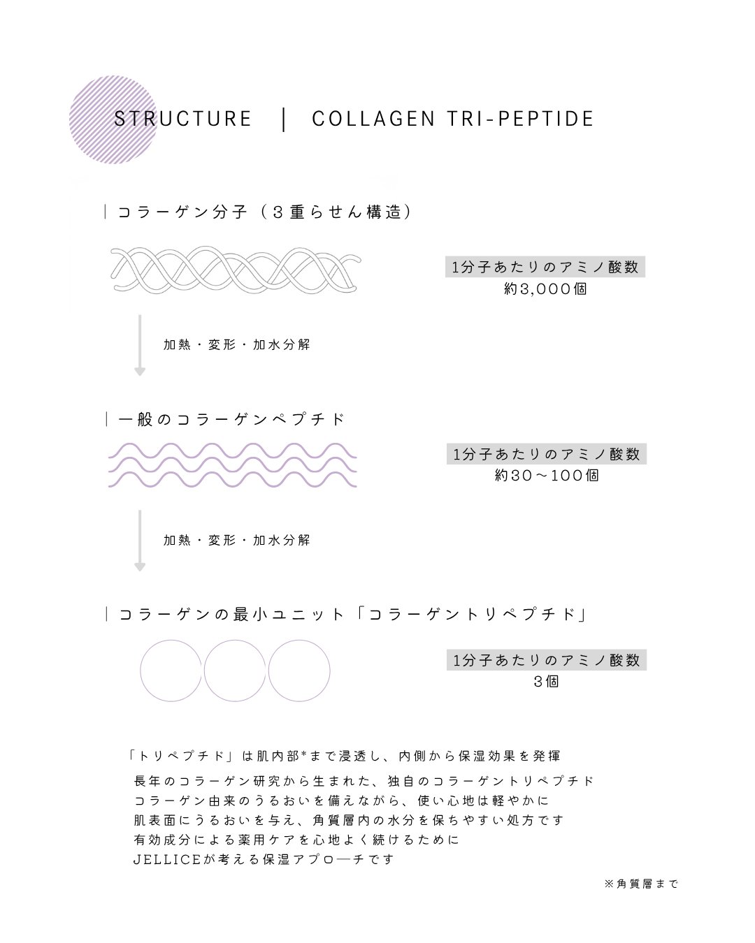 コラーゲン分子とトリペプチドの構造