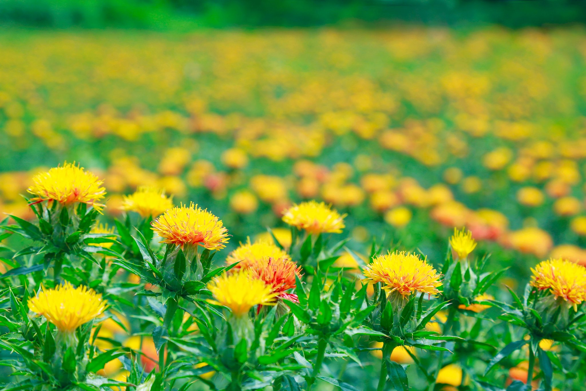 ■ 開発背景：衰退の危機に瀕する「山形の紅花文化」に、新たな市場と活路を / 紅花農園イメージ