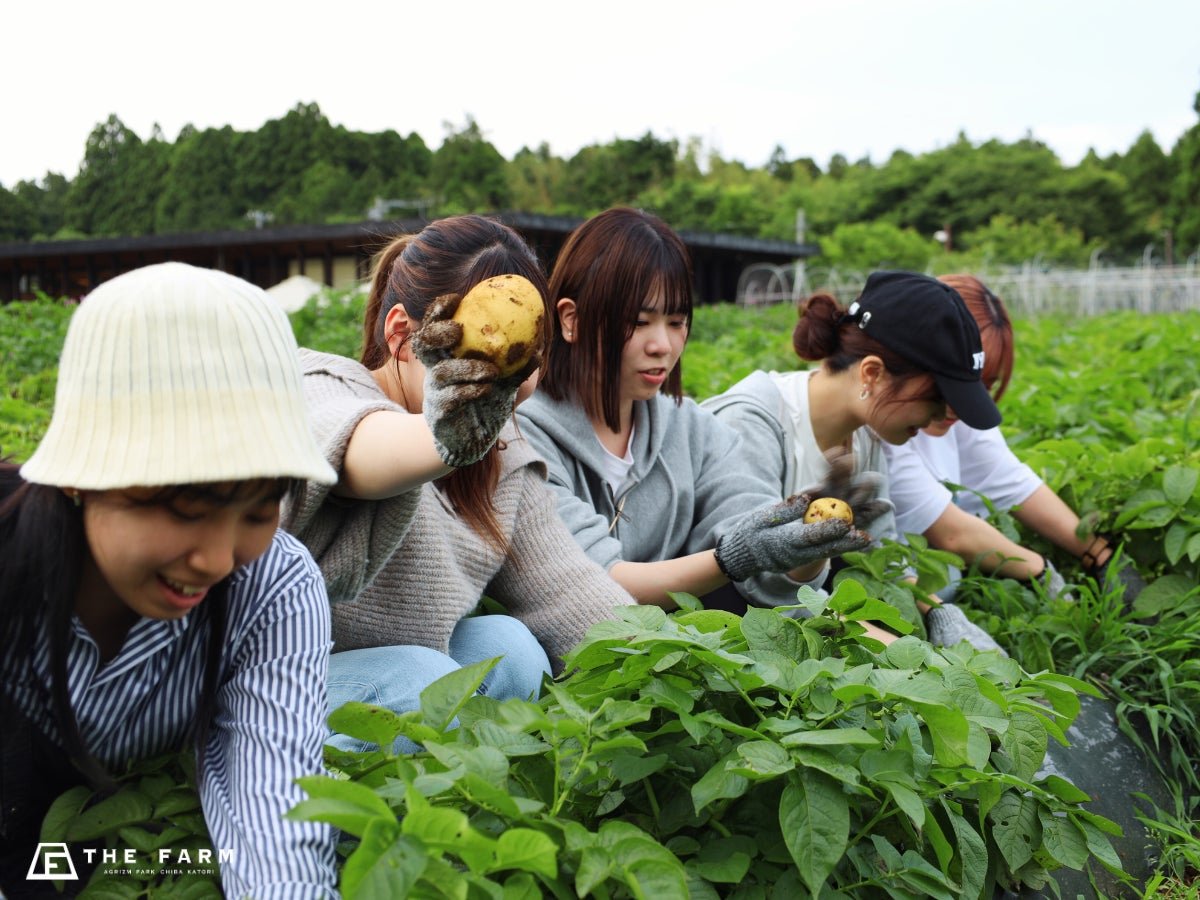 じゃがいも畑での野菜収穫体験の様子