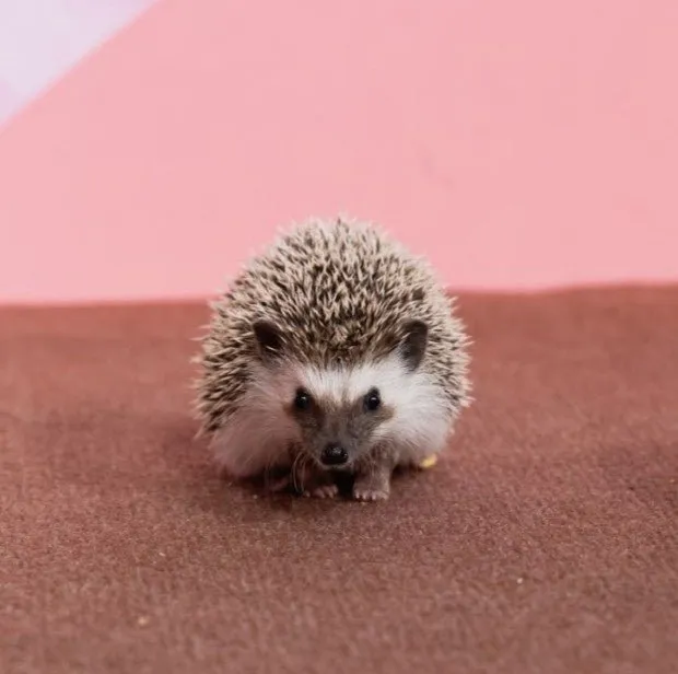 ハリネズミ