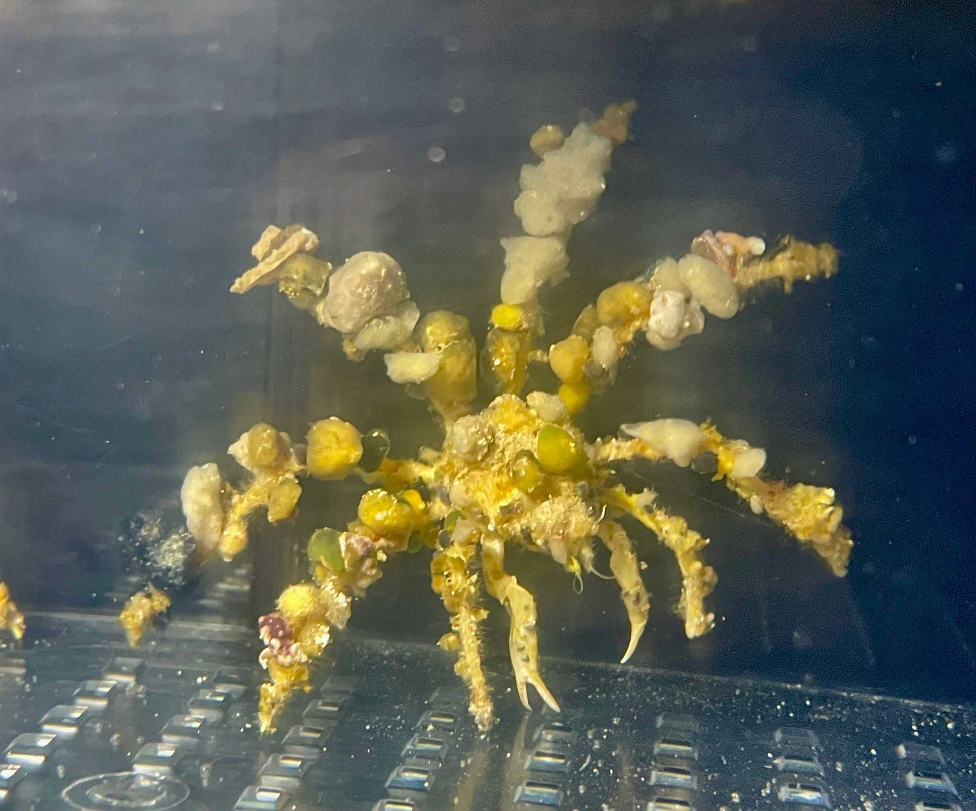 モクズショイ