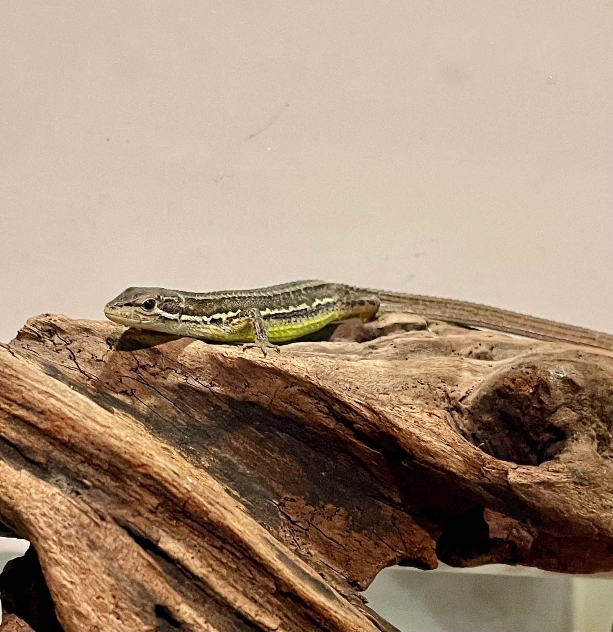 ニホンカナヘビ