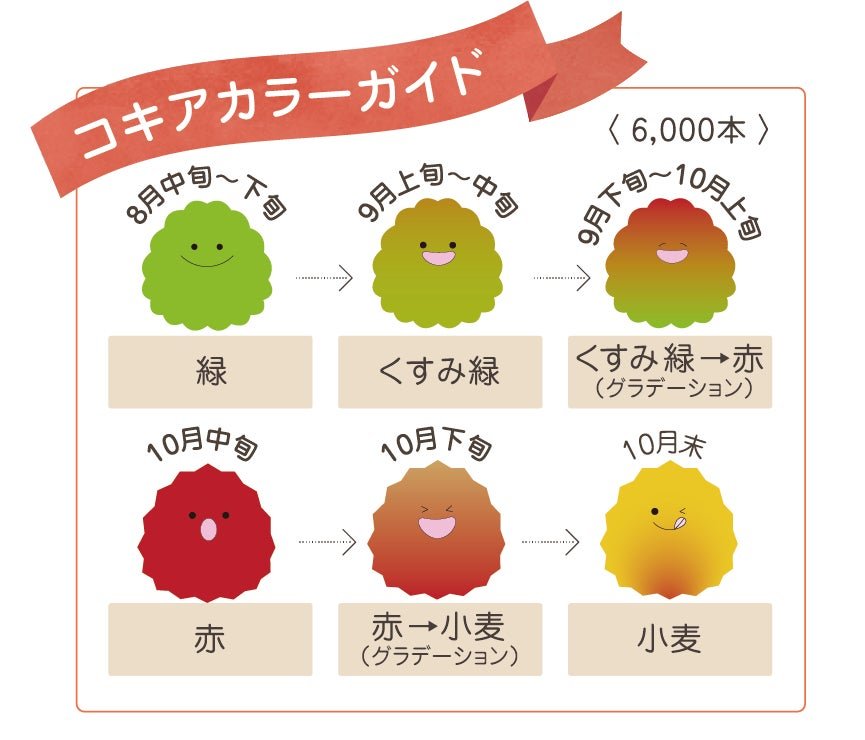 コキアカラーガイド