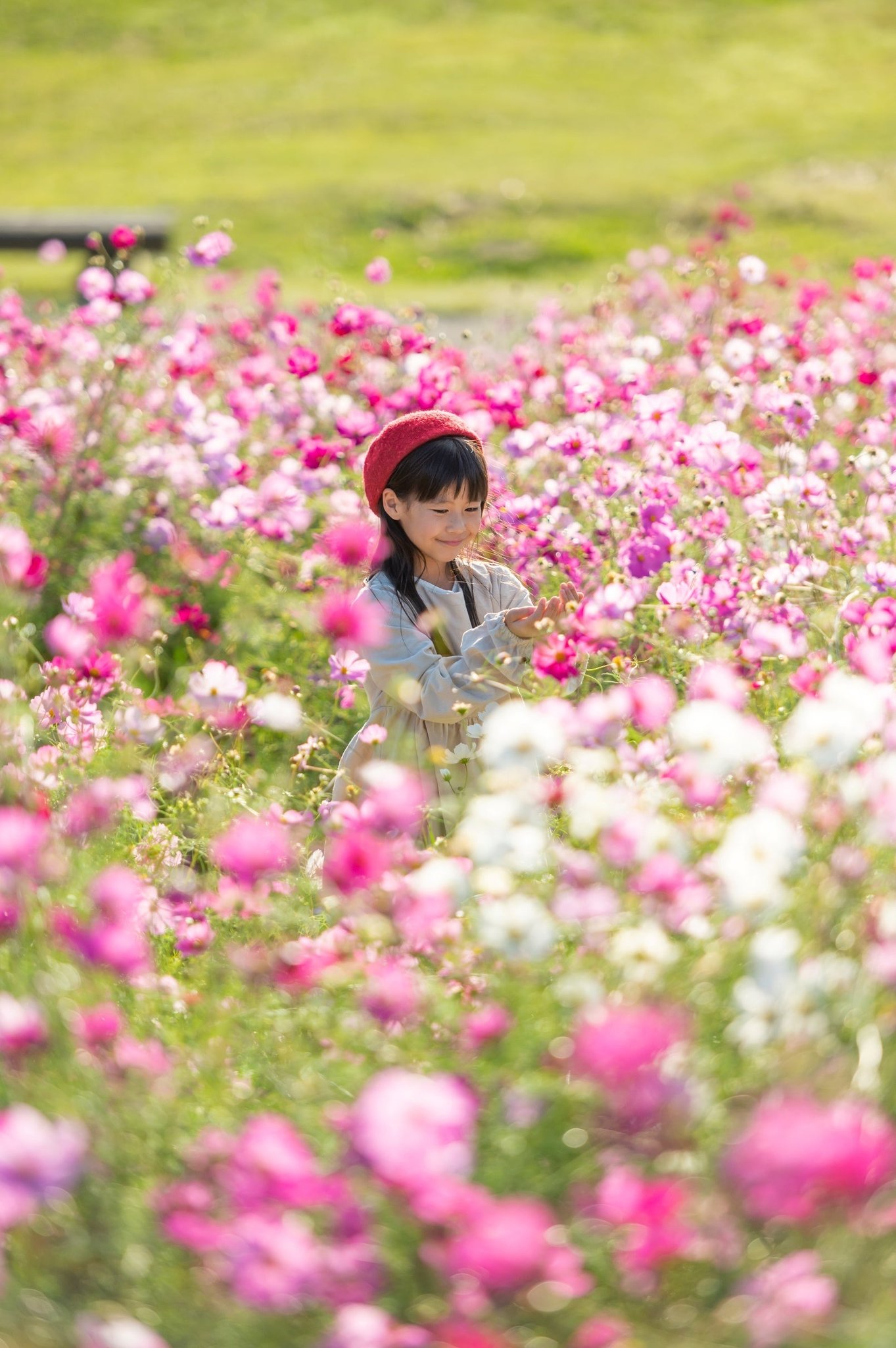 花竜の道のコスモス畑