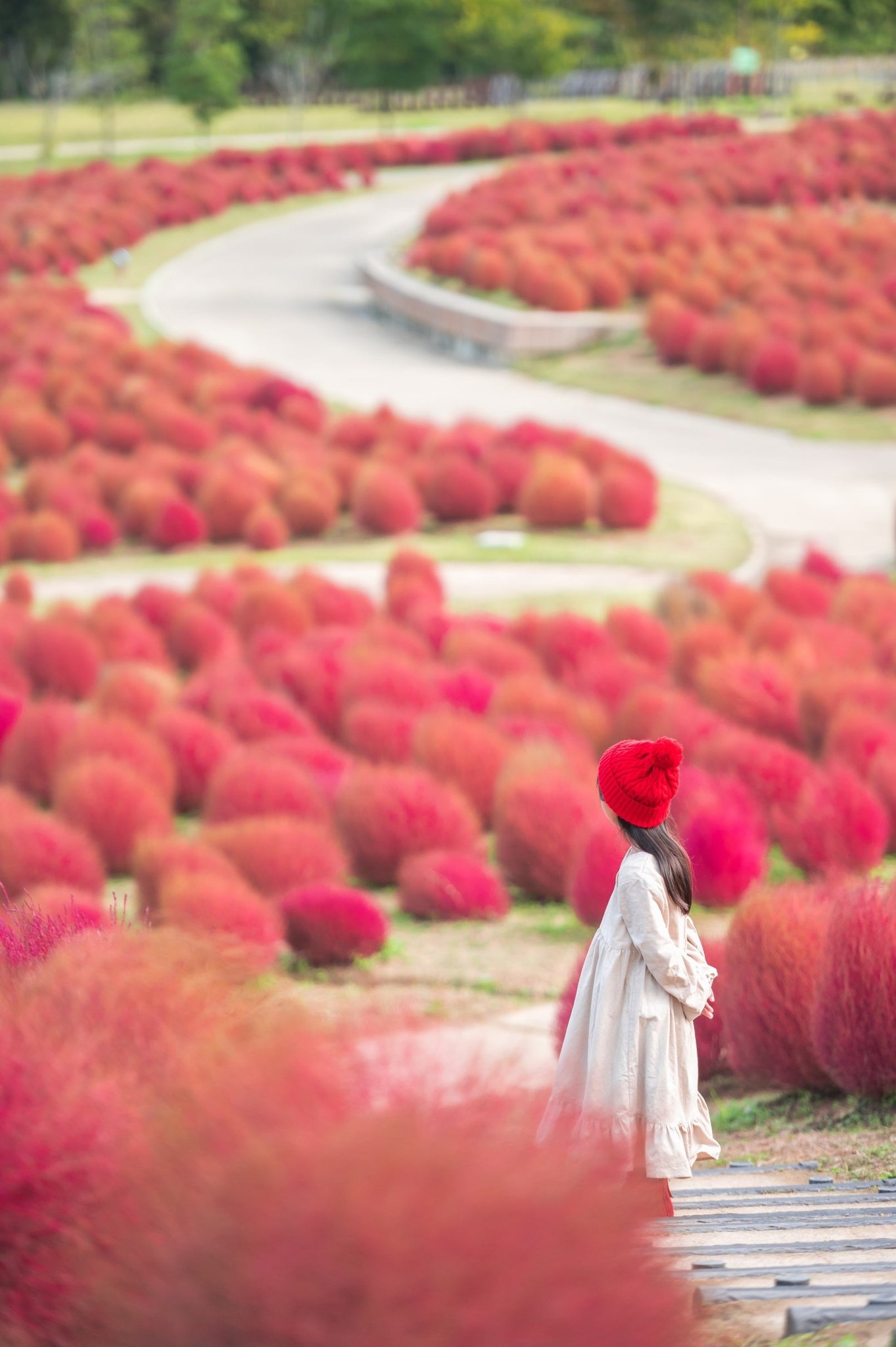 紅に染まったコキア畑（過去10月25日撮影の色合い）