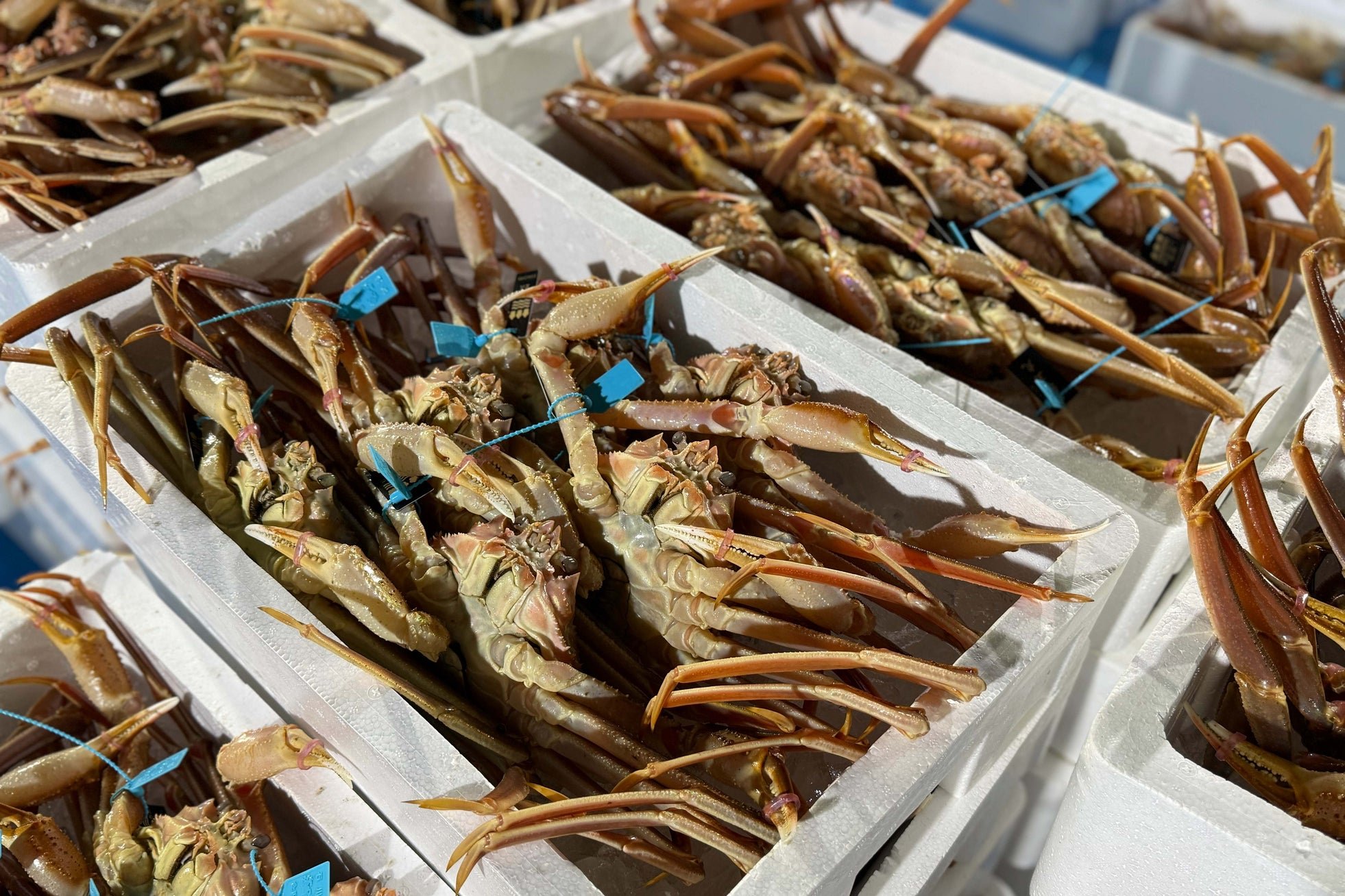 タグ付きの活ガニが並ぶ市場の様子