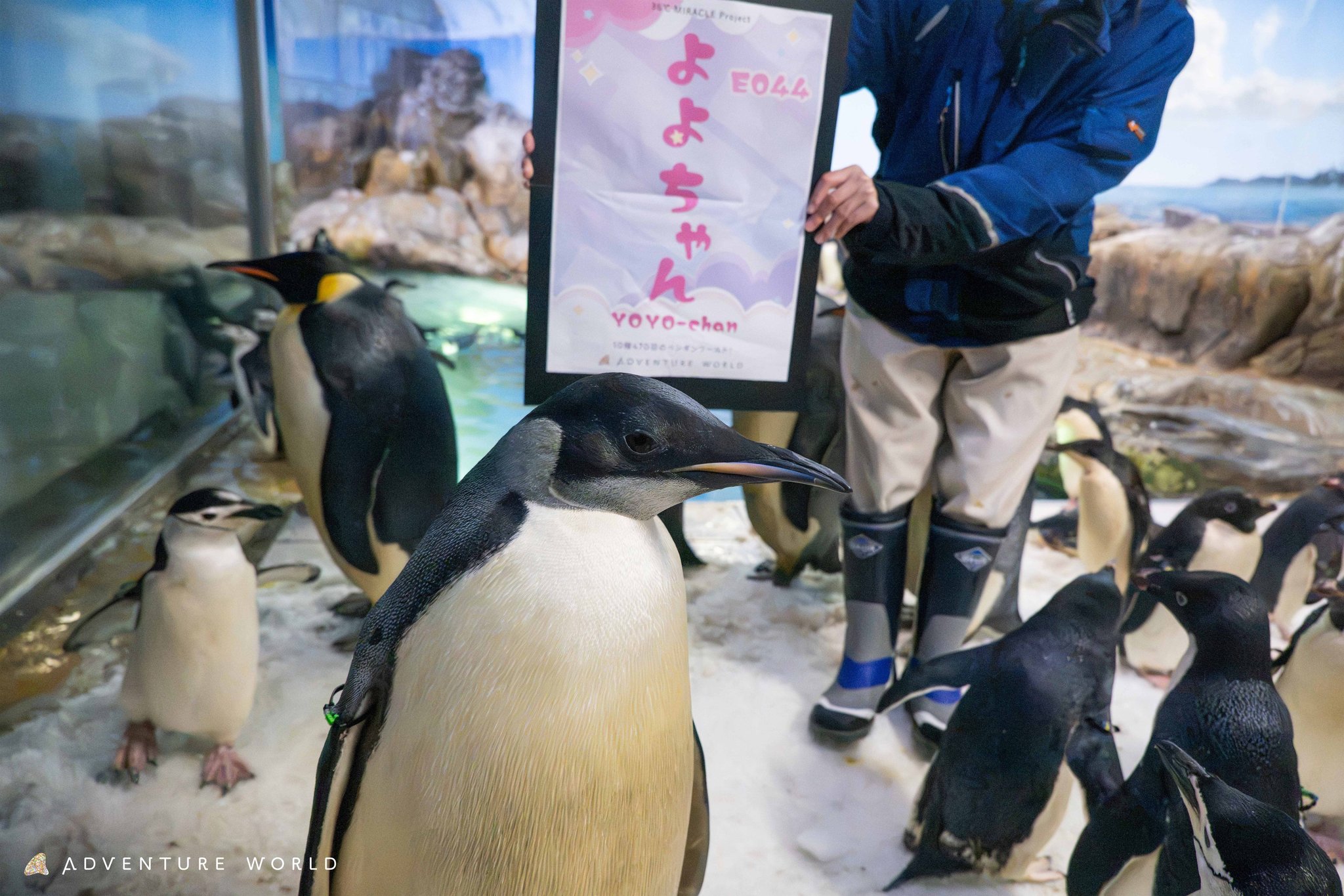 亜成鳥に成長した「よよちゃん」と誕生日を祝う準備